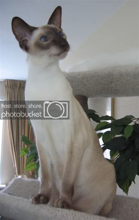 Siamese are unique cats, with their long and angular elegance and coat coloration. Why are Show Siamese' so..different?