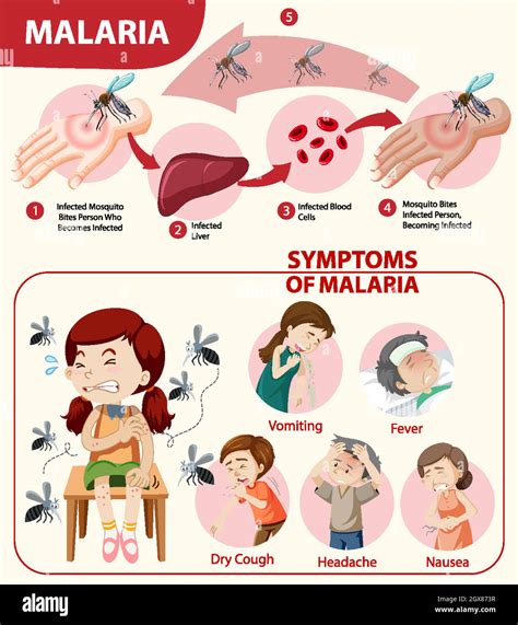 Infografik Zu Malaria Symptomen Stock Vektorgrafik Alamy