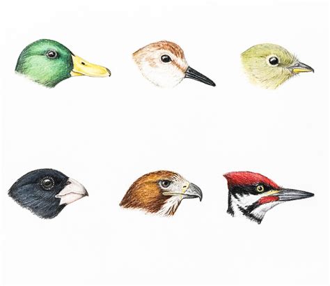 Bird Beaks Form And Function World Of Birds