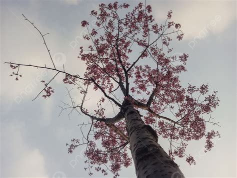 Spring Cherry Tree And Cherry Blossoms Upside Down Photography