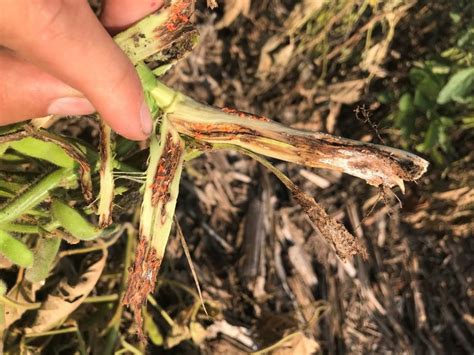 survey of orange gall midge in nebraska a potential pest of soybeans cropwatch university