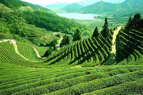 Tea Garden Bungalows In Assam Tea Garden Tour Assam Purvi Discovery