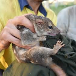 Research Shows Was Northern Quolls Are Avoiding Feral Cat Baits