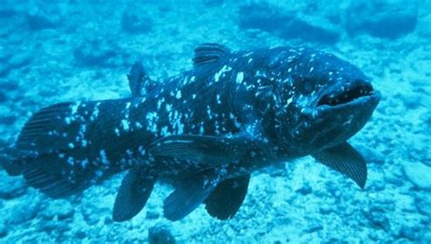 Coelacanth Coelacanth Facts Pictures And Information An Amazing