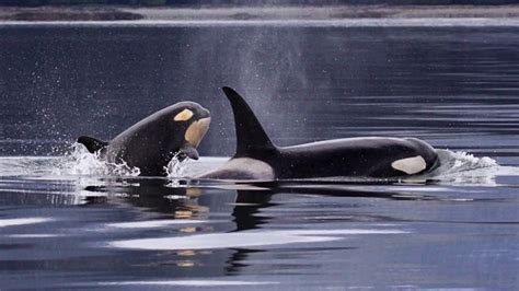 Do Orcas Sleep Surprising Answer Youtube
