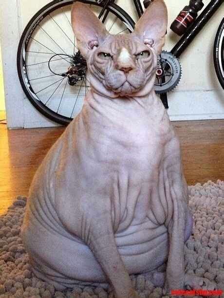 A Hairless Cat Sitting On Top Of A Rug