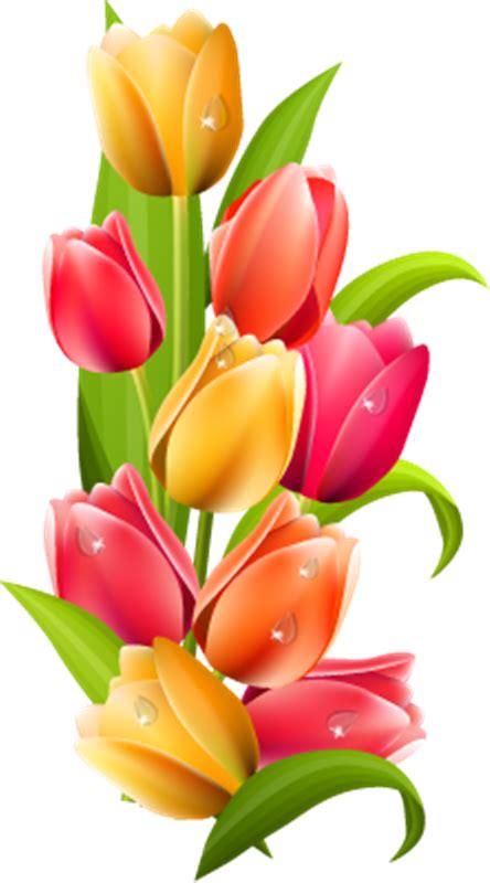 Tulip Flower Png Images Free Download Tulip Pictures Free