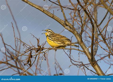 Bright Yellow Eastern Meadowlark Bird Stock Image Image Of Sunset