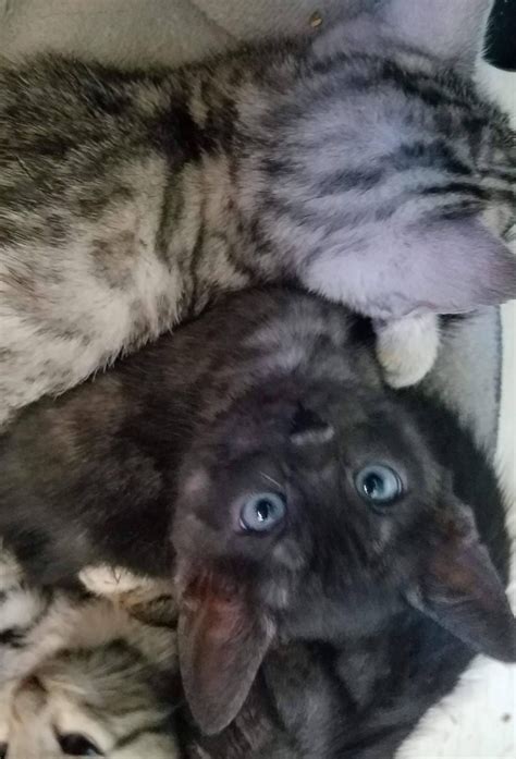 Bengal kittens at pet kittens for sale offers the seasoned cat owner an intelligent, playful, affectionate and close kitten companion pet. Bengal Cats For Sale | Spokane, WA #239847 | Petzlover