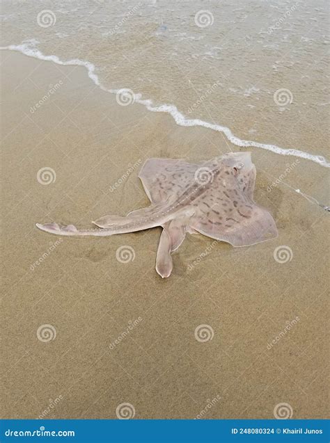 A Pink Dotted Stingray On The Caught And Released On The Beach Stock