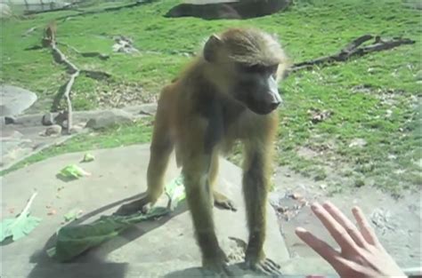 Kids At The Zoo Compilation 8 Funny And Rude Monkey Coub The