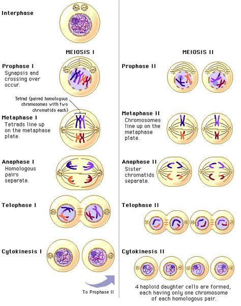 69 Best Of What Stages Of Meiosis 1 Are Haploid Insectza