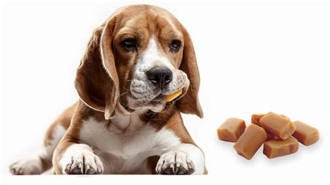 Can Dogs Eat Caramel And Caramel Popcorn Dog Advisory Council