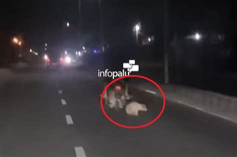 Gak Punya Hati Video Pemotor Siksa Dan Seret Seekor Anjing Hidup Hidup Motorplus