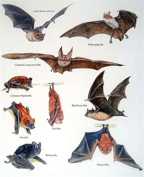Best 25 Bat Flying Ideas On Pinterest Fruit Bat Just