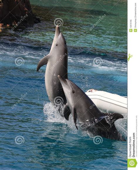 Jumping Dolphin Couple Stock Image Image Of Nature Active 12675705