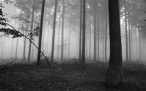 Nature Trees Monochrome Forest Leaves Mist Branch Wallpapers Hd