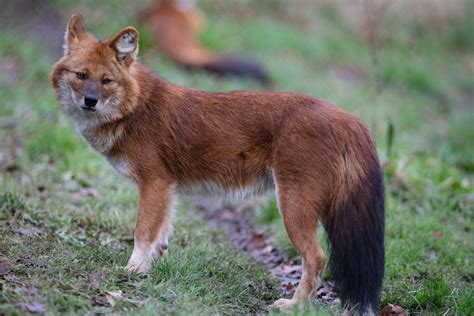 Dhole Dublin Zoo