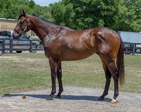 Lasting Image Sold Out West Point Thoroughbreds