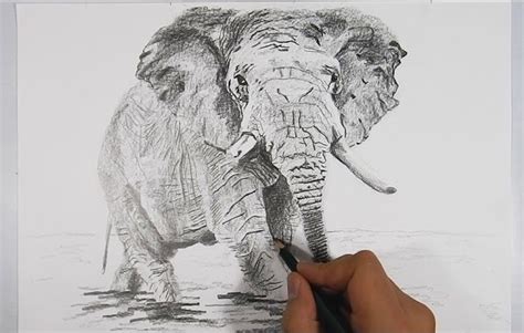 Cómo Dibujar Un Elefante Realista A Lápiz How To Draw An Elephant