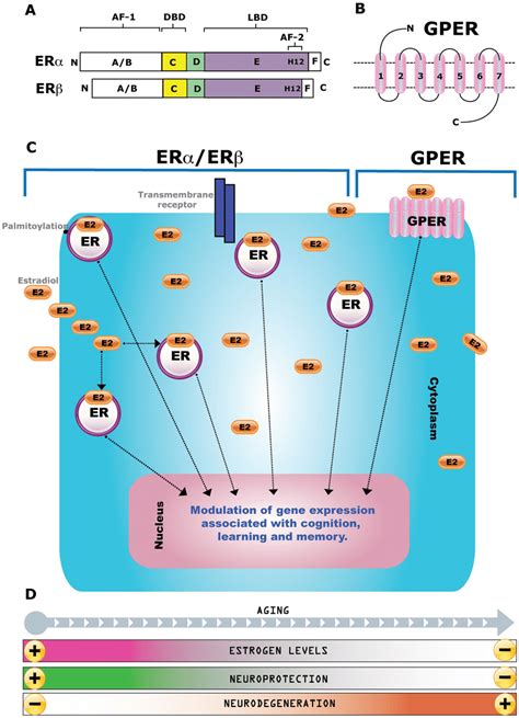 Receptors Activated By Estrogens In The Brain Structure Of Estrogens Download Scientific