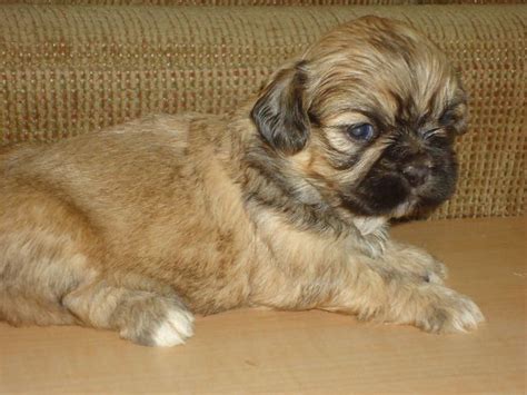 Maltese shih tzu is a mix of a maltese and a shih tzu and dates back to the 1990s. SHIH TZU COLORS AND INFORMATION