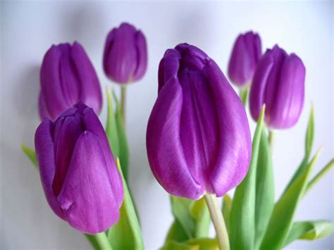 Purple Tulips Flowers And Gardens Pinterest