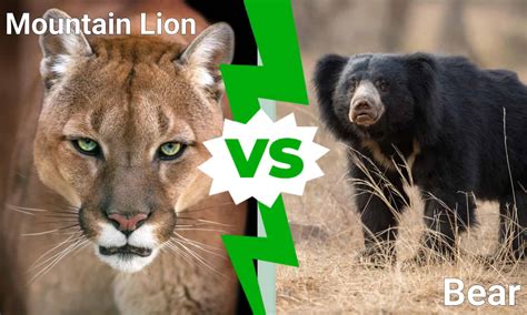 Mountain Lion Vs Bear Who Would Win In A Fight A Z Animals