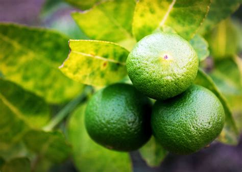 Fresh Limes On Lime Tree Free Stock Photo Public Domain Pictures