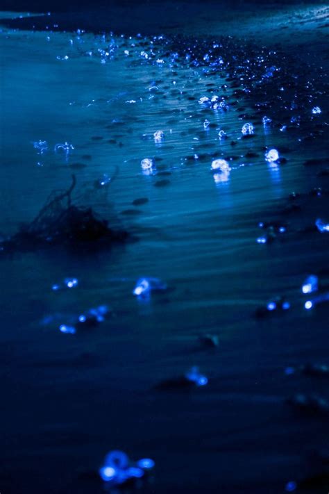 Bioluminescent Firefly Squid Illuminate The Toyama Bay In Japan We