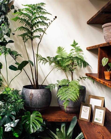 Best Indoor Trees Indoor Plants Low Light Potted Plants Outdoor
