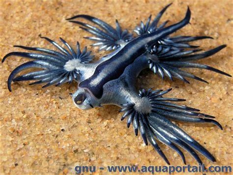 Blue Dragon Sea Slug Glaucus Atlanticus Unusual Animals Weird Creatures