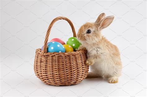 Easter Bunny Rabbit With Basket Full High Quality Holiday Stock