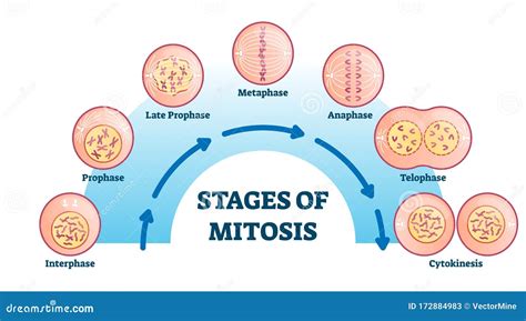 4 Stages Of Mitosis