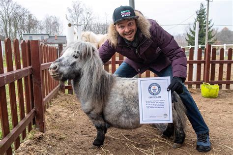 24zampe Bombel Il Cavallo Più Piccolo Al Mondo è Alto Solo 567 Cm