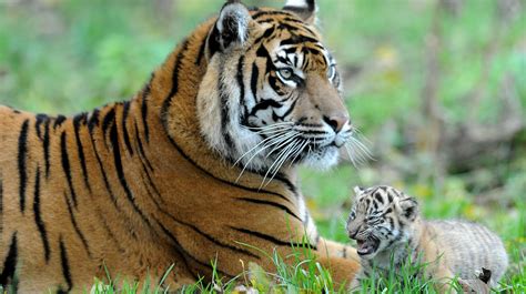 First Moments Of Rare Sumatran Tigers At Chester Zoo Granada Itv News