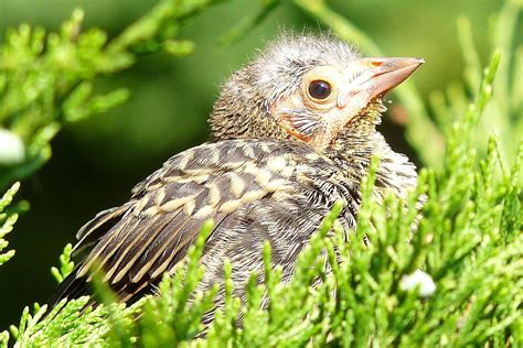 Don't spray it directly at the bird. Baby Bird Identification - Tips and Tricks