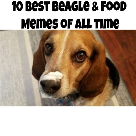 10 Best Beagle And Food Memes Of All Time Ancient Dog Breeds Ancient