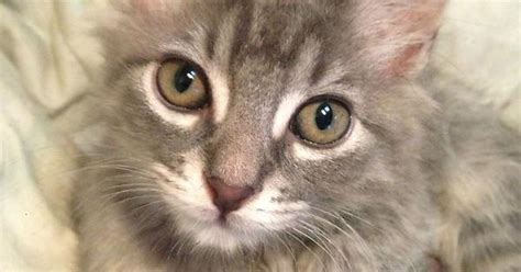 Rescue Kittens Album On Imgur