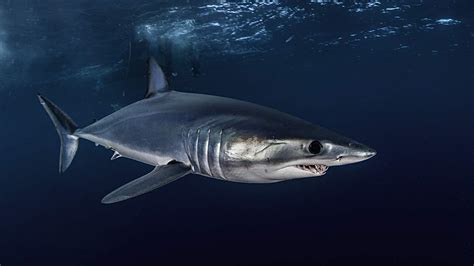 Researcher Discusses How To Improve Shortfin Mako Shark Abundance