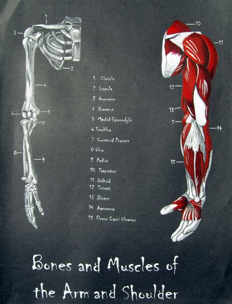 Bones And Muscles Of The Arm And Shoulder By Ahnen On