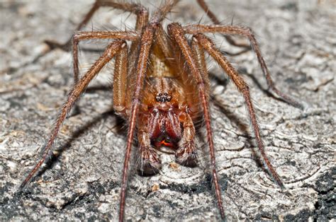 Bugs Of Mackie Hobo Spider Tegenaria Agrestis