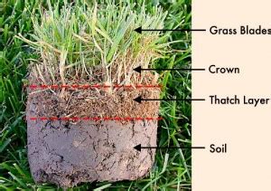 Lawn aeration and dethatching are two different processes, but they can work together to help your lawn. Lawn Thatch - should you dethatch your lawn?