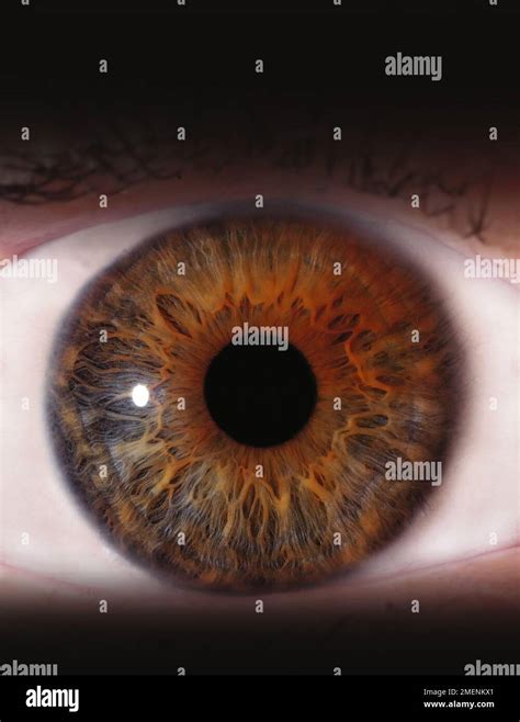 Human Eye Anatomy Hi Res Stock Photography And Images Alamy