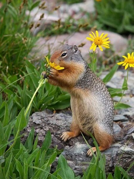 Columbian Ground Squirrel Eating Flower Glacier National