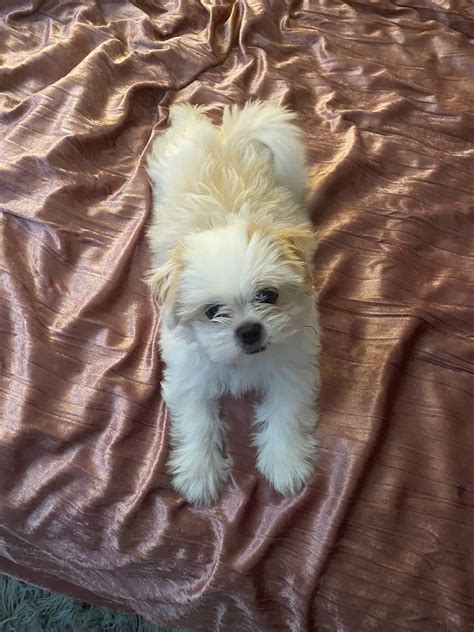 The best possible way to make contact is by email. Shih Tzu/ Pomeranian/ Poodle Puppy - Petclassifieds.com