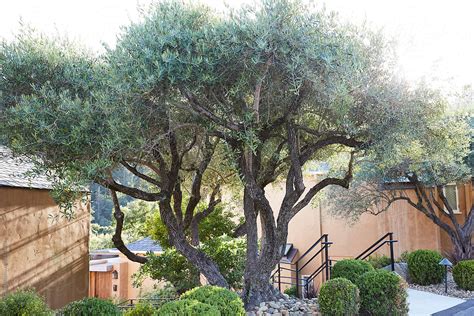 Xeriscape Landscaping With Olive Trees Del Colaborador De Stocksy