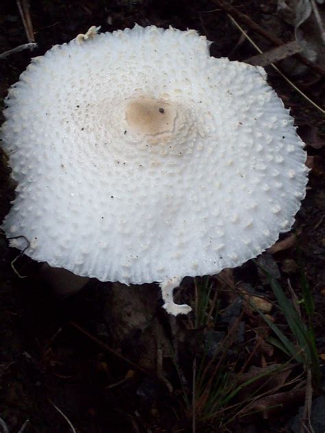 White Fungus Free Stock Photo Public Domain Pictures