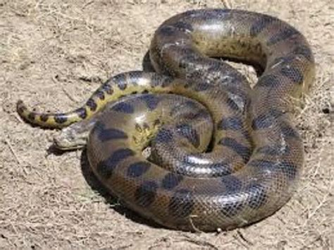 10 Difference Between Python And Anaconda Snakes With Similarities