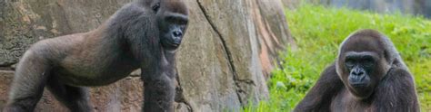 Disney have released a new version of its fastpass service. Learn About Our Gorillas & Other Primates | Busch Gardens ...
